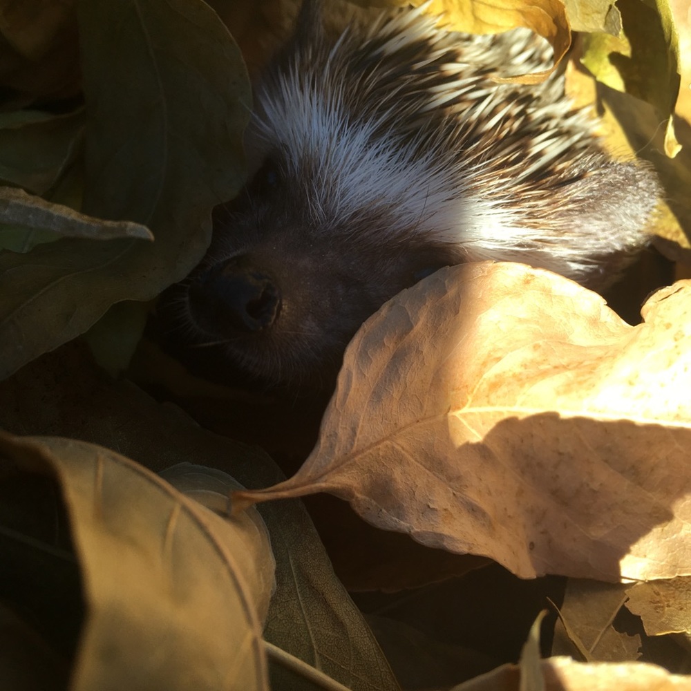 Meet your Posher, Alexandra